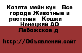 Котята мейн кун - Все города Животные и растения » Кошки   . Ненецкий АО,Лабожское д.